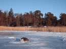 Seurasaari